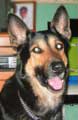 photo du berger allemand Djimy
